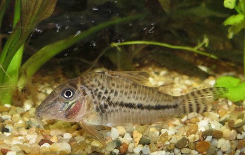 Corydorasspaqualife.JPG