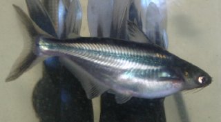 P. pangasius?