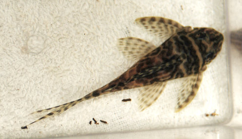 pleco from Pete what is it 1.jpg