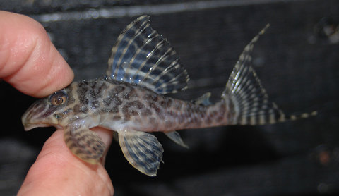 pleco from Pete what is it 4.jpg