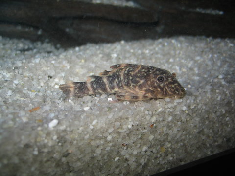 Ich Clown Pleco.jpg