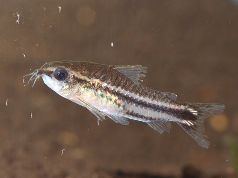 Corydoras pygmaeus-jools (9).jpg