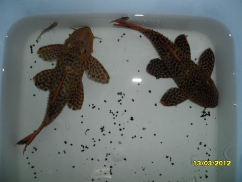 Fish 2 (light) and 3 (dark) - 14 cm