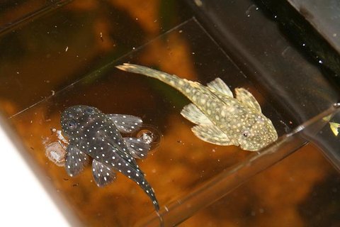 Top view pleco.JPG