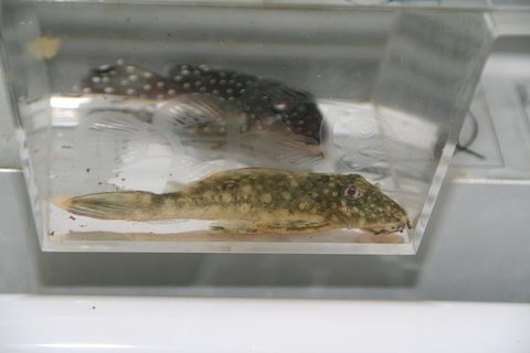 Side view Pleco.JPG