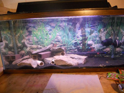 30gal Long Zebra Tank