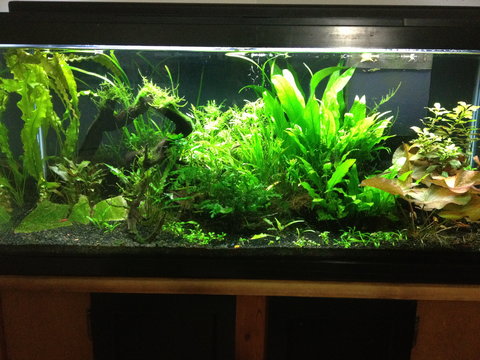 This is the tank I will be using for this project.