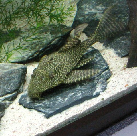 Smaller Sail fin pleco