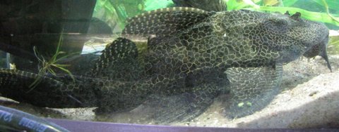 Sail fin pleco, big one