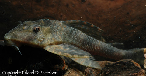 Ancistomus sp. LDA20_1.jpg