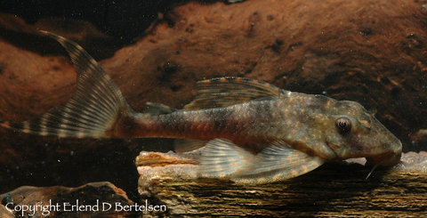 Ancistomus sp. LDA20_2.jpg