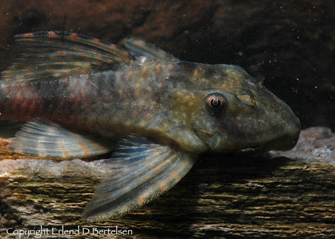 Ancistomus sp. LDA20_4.jpg