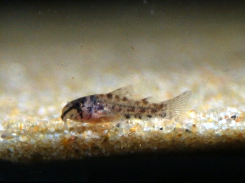 Corydoras Similis 3 weeks old