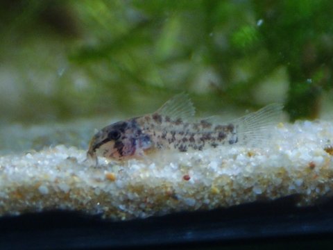 Corydoras Similis 4 weeks old