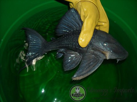 Blue Eye Pleco Cochliodon 05.jpg