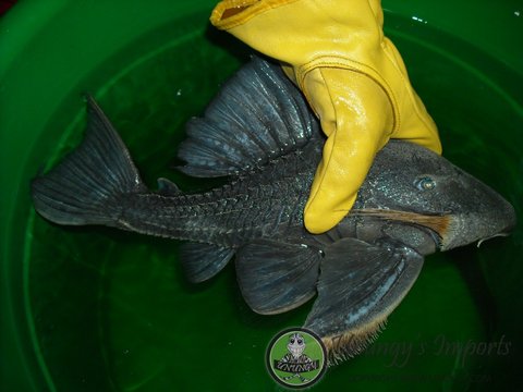 Blue Eye Pleco Cochliodon 05.jpg