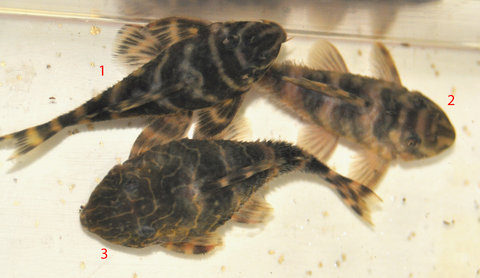 Help 3 plecos smaller.jpg