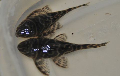 #18a plecos pw.jpg