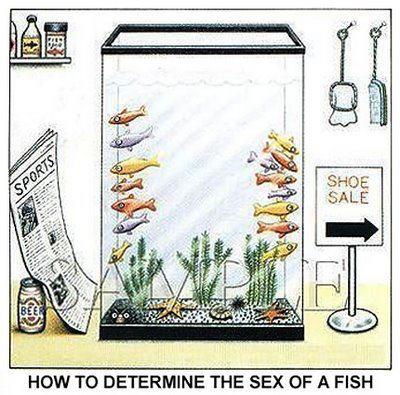 FishSex.jpg