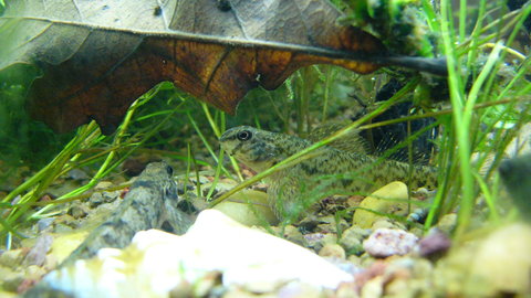 darters an plecos 035.JPG