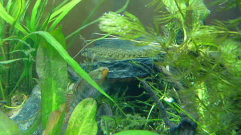 darters an plecos 102.JPG