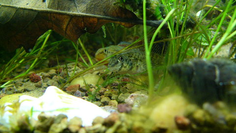 darters an plecos 090.JPG