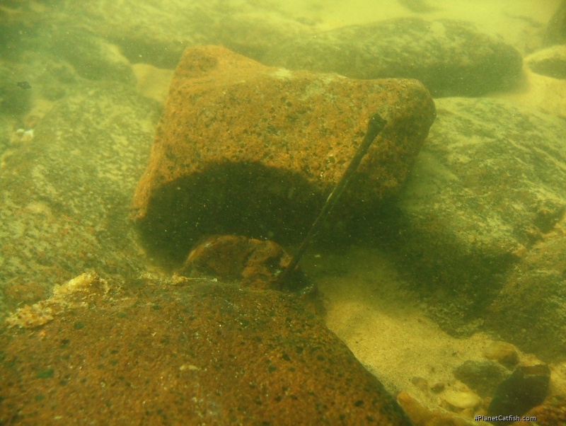 Baryancistrus xanthellus underwater habitat