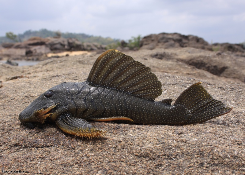 Baryancistrus xanthellus adult