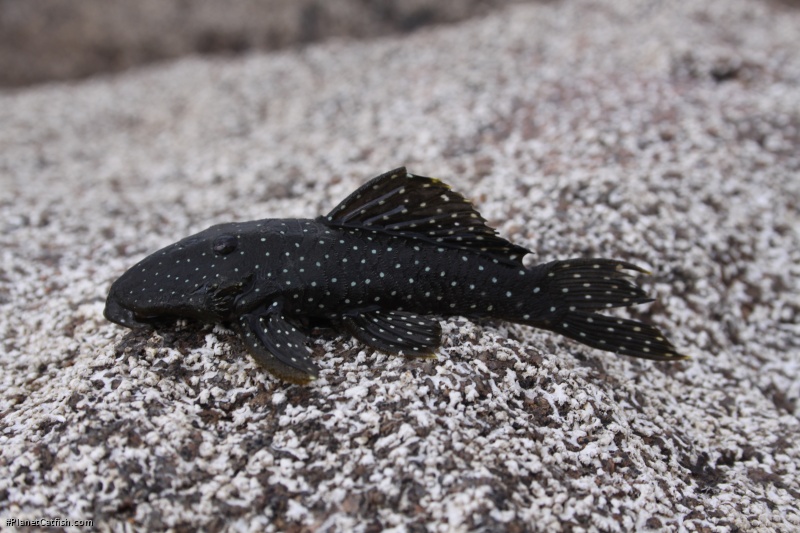 Parancistrus nudiventris