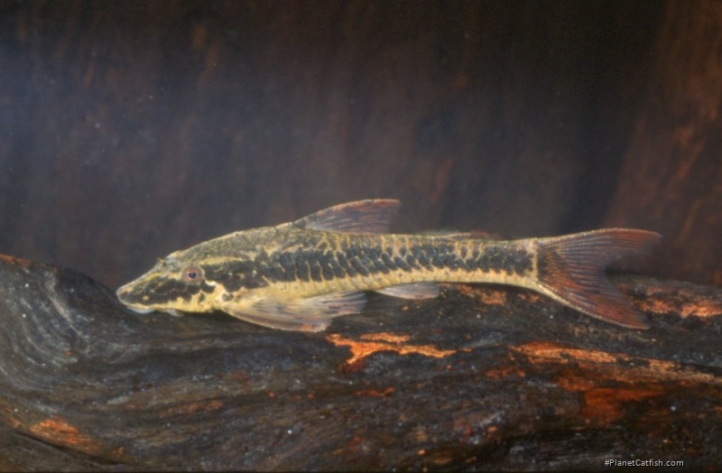 Parotocinclus cf. maculicauda