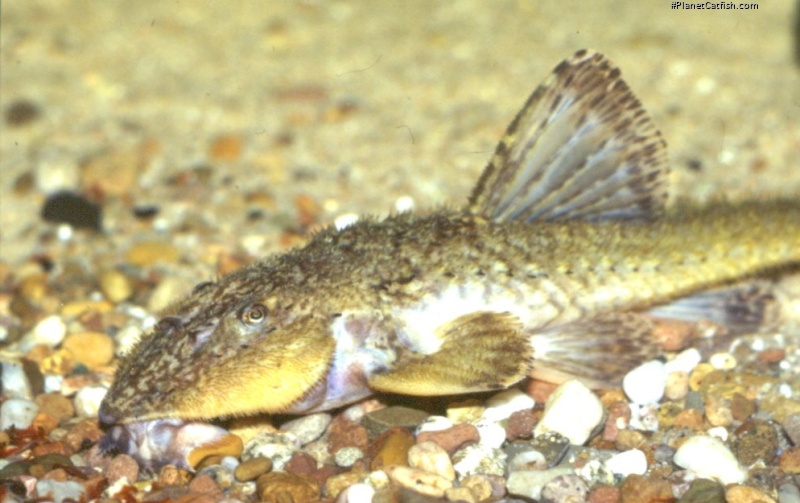 Rineloricaria cf. latirostris