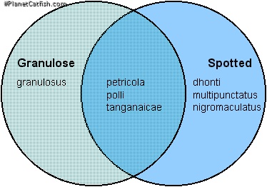 Venn diagram Lake Tanganyika Synodontis spp.