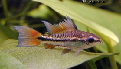 Corydoras cacatoides