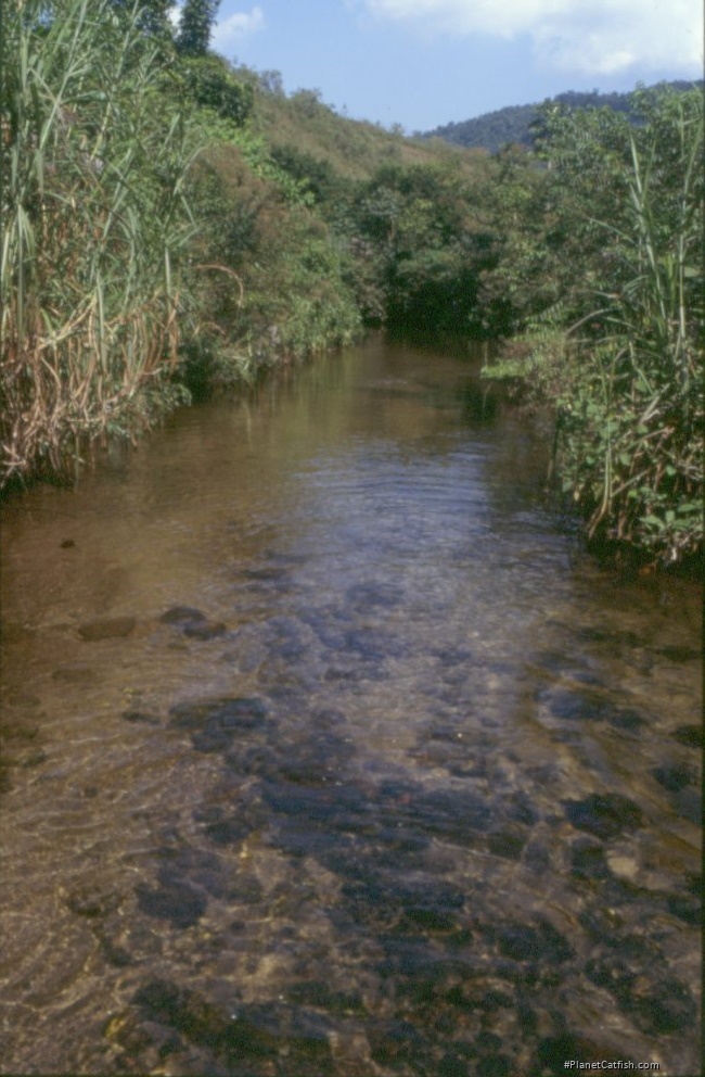 Rio Da Mata - Scleromystax barbatus are collected here.