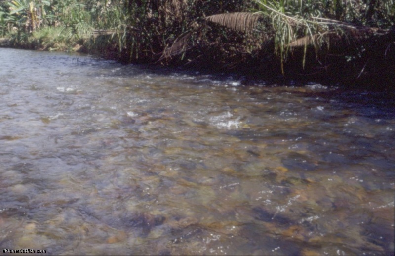 Clear water stream in Sao Paulo