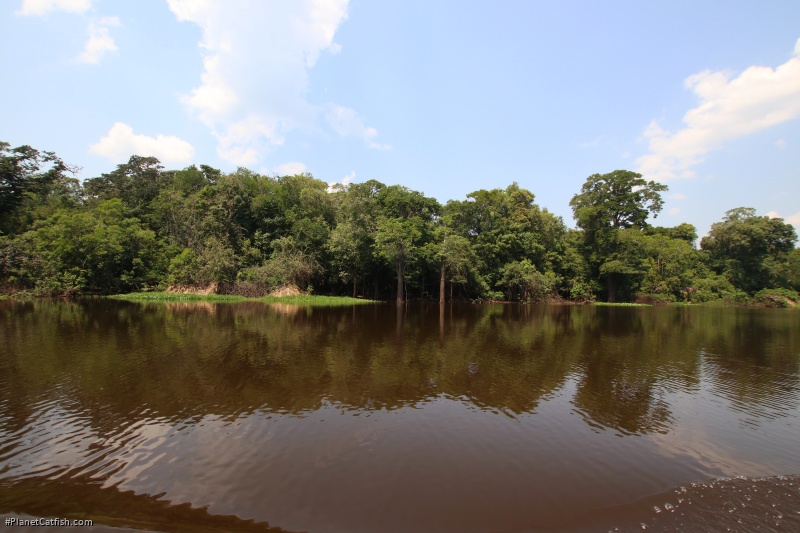 The Rio Blanco is home to over 130 species of fish