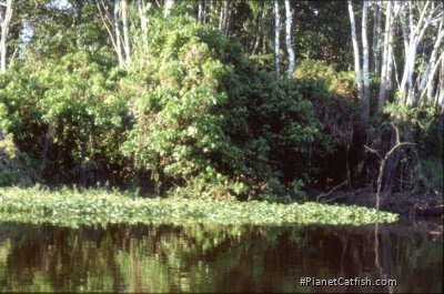 "Floating Meadow"