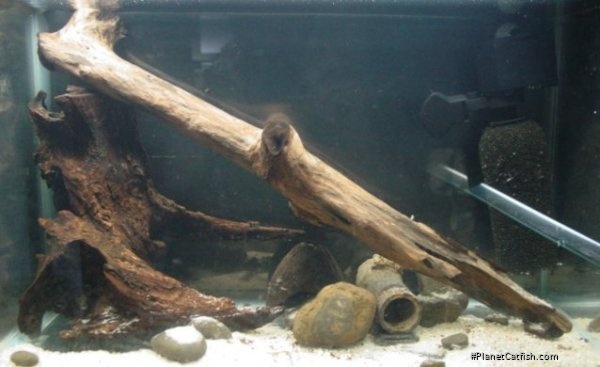 10 gal. driftwood