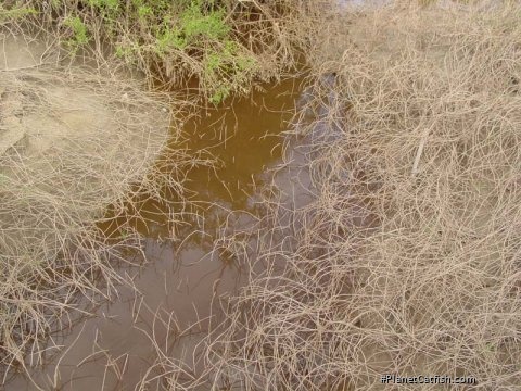 A small creek flowing into the Orinoco at Puerto Carreño. Looking down into the creek, I watched schools of Corydoras dart up and down its length.