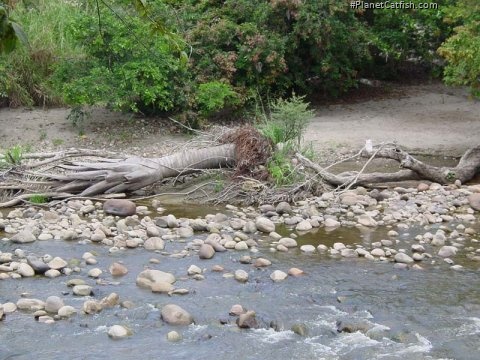 The Rio Sumapaz, a tributary of the upper Rio Magdalena, Colombia.