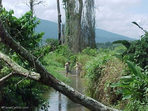 Collecting in a small feeder stream of the Rio Guapo in Miranda State, Venezuela. This creek is home to large numbers of diamond tetras, Corydoras venezuelanus and Ancistrus brevifilis.