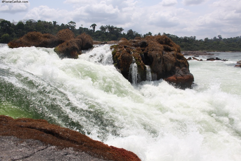 The river roars down an 8m drop