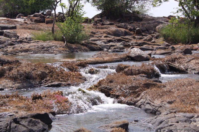 Juvenile Panaque habitat