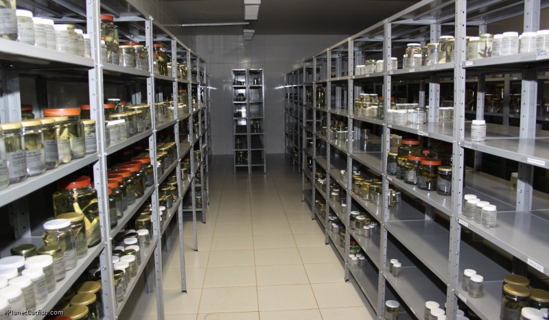 In the lab, hundreds of specimens await examination and classification. This is where new species are "born"