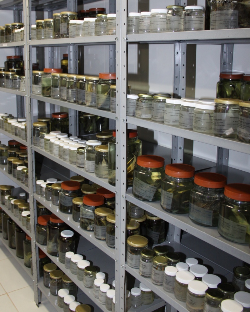 These jars contain fishes only from the local area, nothing in this rack was known to science a decade ago. Many in here not yet described