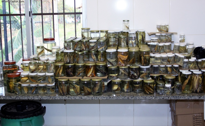 In the prep and examination room, this collection of only characidae await closer scrutiny