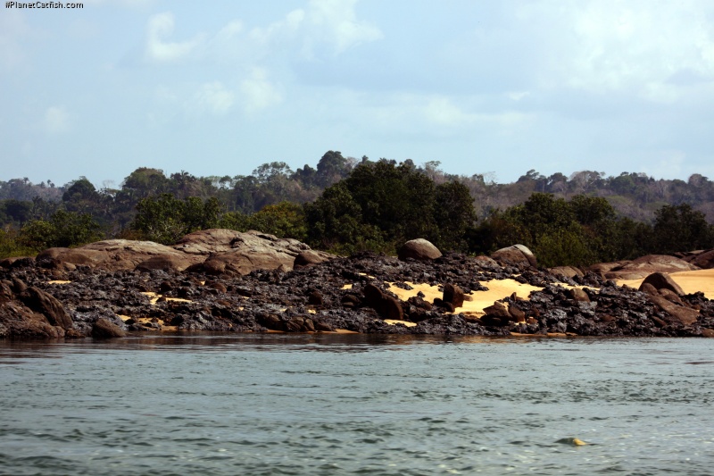 Classic Xingu biotope. Sand, sun cracked granite rocks and obsidian laterite which provides an otherworldy feel