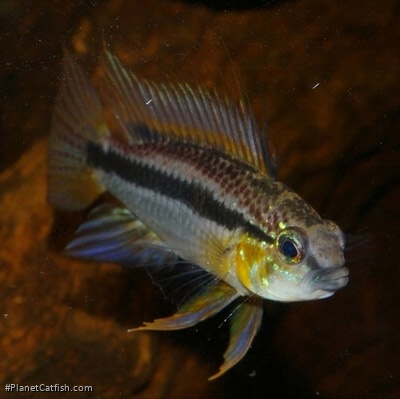 Apistogramma bitaeniata