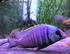 The Cichlids prepare the spawning site