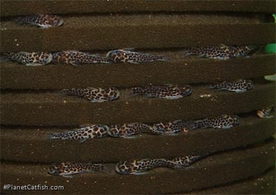 Centromochlus perugiae hiding in sponge filter grooves